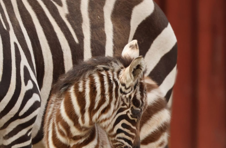 mládě zebry bezhřívé foto Marta Doležalová (002)